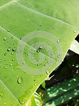 green water droplet  leaf tiny