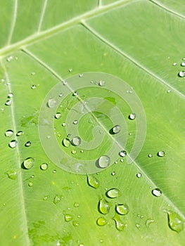 green water droplet  leaf tiny