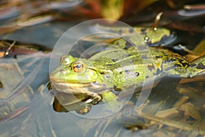 Green water frog