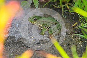 Green water frog Rana lessonae , close up, selective focus on head. Pool frog Pelophylax lessonae in blurred grass