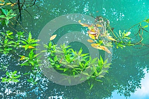 green water in green perfect swamp forest at Tha Pom Klong Song Nam