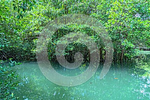 green water in green perfect swamp forest at Tha Pom Klong Song Nam