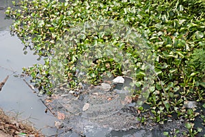 Green water hyacinth.