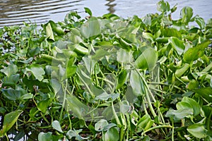Green water hyacinth plants in river