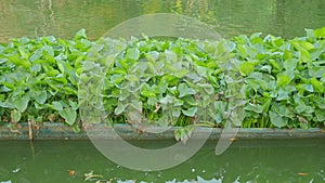 Green water hyacinth is in the pond.