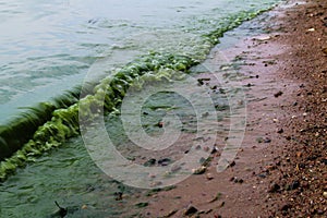 Green water in the lake. Freshwater phytoplankton