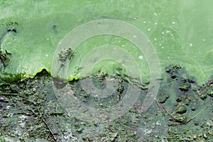 Green water in the lake. Freshwater phytoplankton. the Concept of ecology