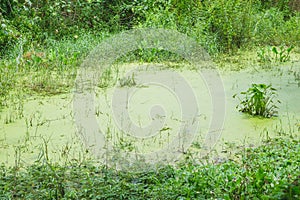 Green water lake lagoon cover with Duckweed
