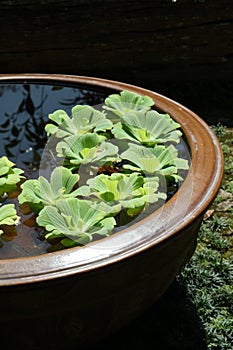 Green water lettuce