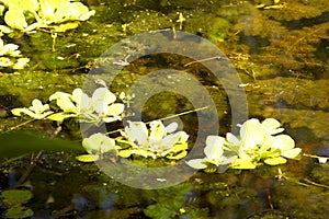 Water-lilies in the swamp