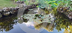 Green water lilies in a fresh pond in the botanical park of pisa