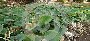 Green water lilies in a fresh pond in the botanical park of pisa