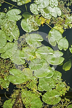 Green water lilies on the river