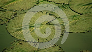 Green Water Lotus Leaf in Toba Lake Surface, North Sumatra, Indonesia