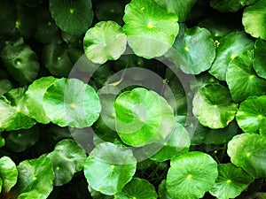 Green water pennywort leaves in the pond, green leaf background