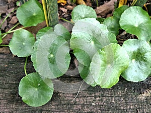Green Water Pennywort plant