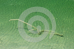 Green water and plant on summer beach