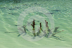 Green water and plant on summer beach