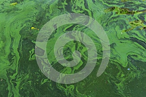 Green water in the pond with bubble formed by green algae.