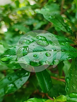Green water raindrop leaf rain