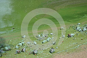 Green water in the river, which blooms in summer with algae