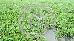 green water spinach or in the Scientific name is Ipomoea aquatica in the fields