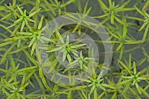 Green water starwort plants in a pool