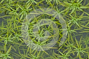 Green water starwort plants in a pool