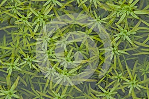 Green water starwort plants in a pool photo