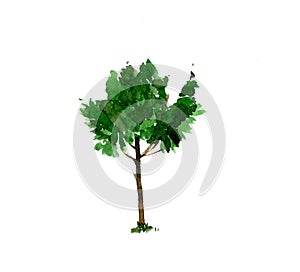Green watercolor chestnut tree. hand drawn illustration isolated on white background