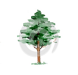 Green watercolor pine. hand drawn illustration isolated on white background