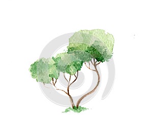 Green watercolor tree. hand drawn illustration isolated on white background