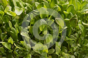 Green watercress microplants closeup