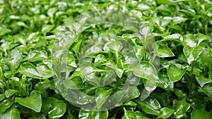 Green watercress wet leaves after watering, Fresh organic plant vegetables.