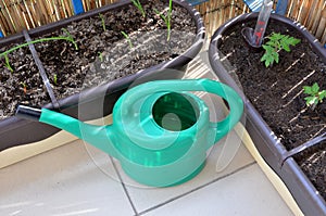 Green watering can and seedlings (tomato, onion) in flower boxes as part of urban garden on the balcony.