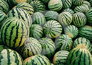 Green watermelons with black stripes