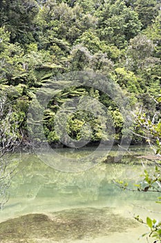 Green waters at Bark bay estuary with rain forest thick lush vegetation on shore, near Kaiteriteri, Abel Tasman park, New Zealand