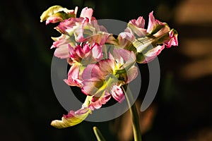 Green wave parrot tulip photo