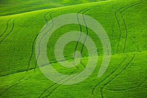 Green wavy fields in Tuscany