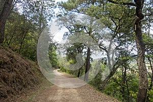 The green way of the carrilet path of Olot