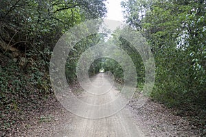 The green way of the carrilet path of Olot