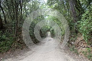 The green way of the carrilet path of Olot