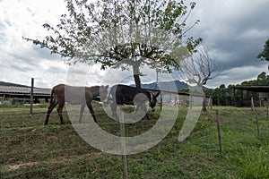 The green way of the carrilet path of Olot