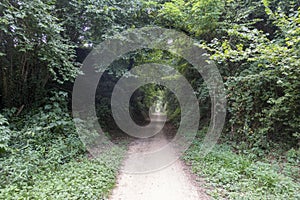 The green way of the carrilet path of Olot