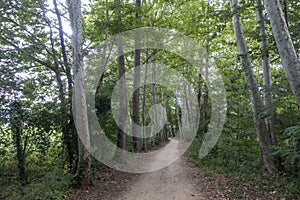 The green way of the carrilet path of Olot