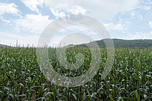 The green way of the carrilet path of Olot