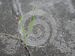 Green weed growing through crack in  gray  cement