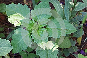 GREEN WEED GROWING IN A GARDEN