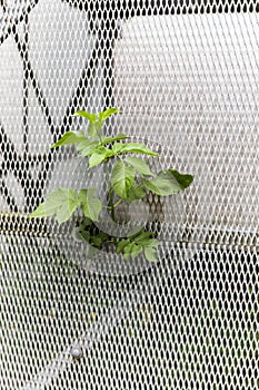 Green Weed Growing Through Steel Mesh