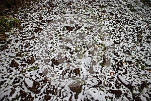 Green weed on plowed field snow covered